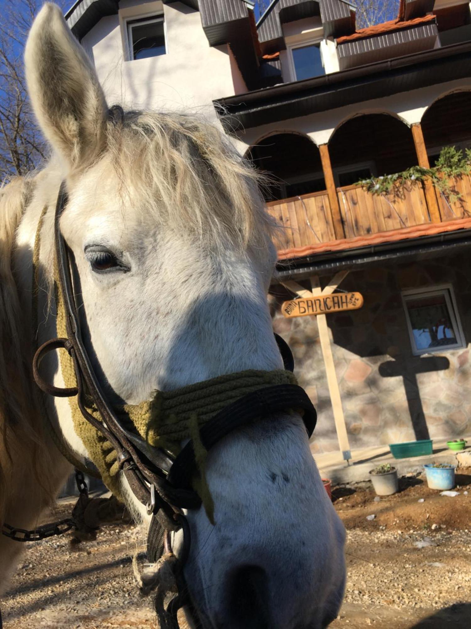Kuca Za Odmor ,,Balkan” Crni Vrh Kültér fotó